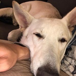 Meet your Posher, Joe